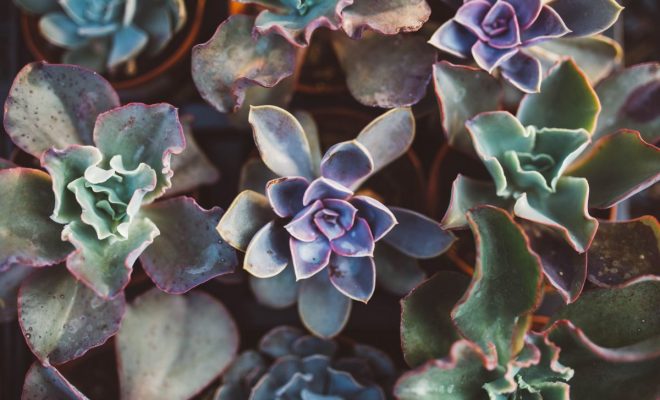 Einrichtungstipps für den Wintergarten